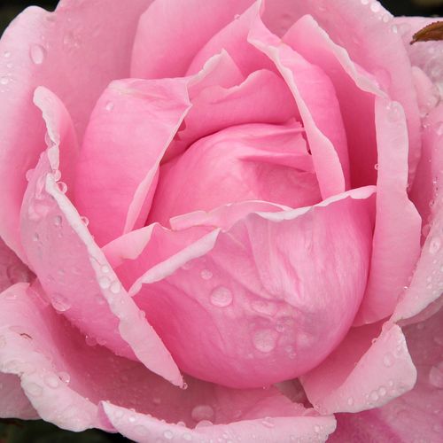 Rosa Madame Caroline Testout - rosa de fragancia discreta - Árbol de Rosas Híbrido de Té - rosal de pie alto - rosa - Joseph Pernet-Ducher- forma de corona de tallo recto - Rosal de árbol con forma de flor típico de las rosas de corte clásico.